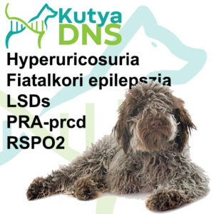 https://www.kutyadns.hu/wp-content/uploads/2024/08/termek_lagotto-300x300.jpg