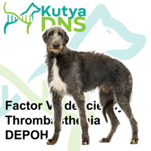 https://www.kutyadns.hu/wp-content/uploads/2025/02/termek_ajanlokep_deerhound-300x300.jpg